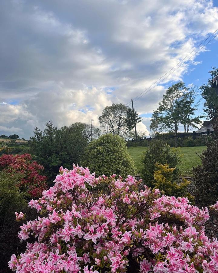Dans Wee Cottage Slieve Croob Dromara Castlewellan Newcastle 外观 照片